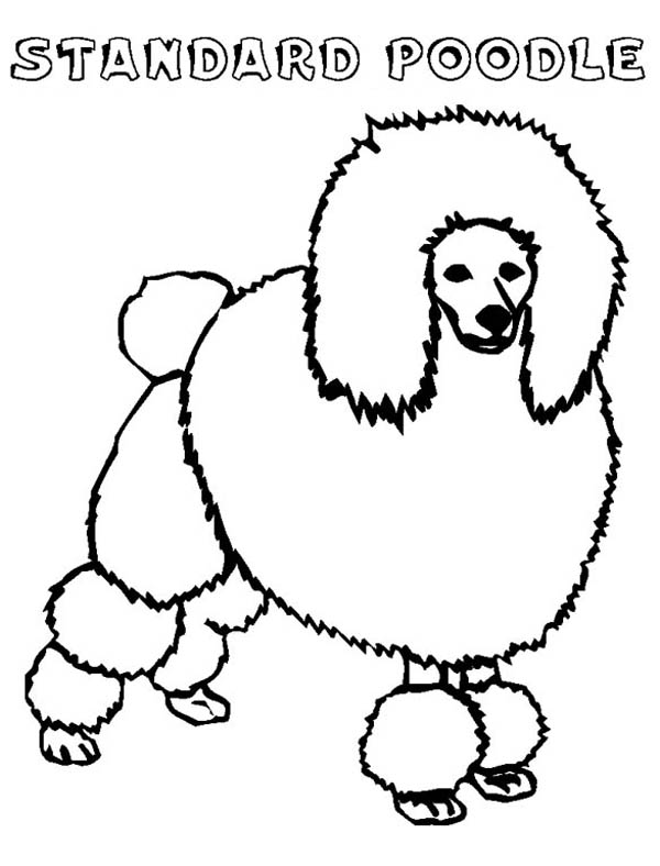 A Standard Poodle in Competition Coloring Page - Free & Printable ...