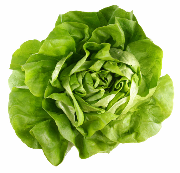Baby Butterhead Lettuce || Gotham Greens || Premium quality ...