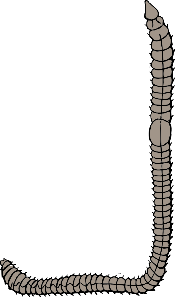 OnlineLabels Clip Art - Earthworm