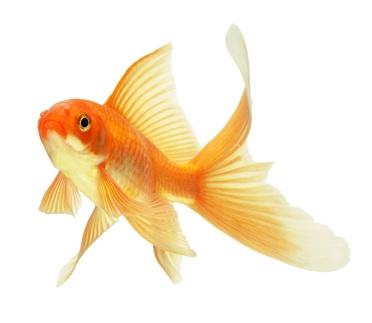 136437-372x323-goldfish.jpg