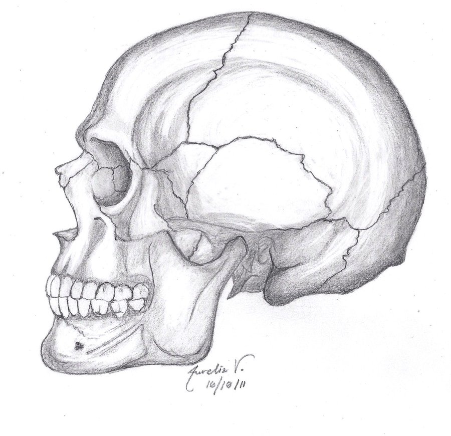 Skull Drawing by AureliaDominiqueVida on DeviantArt