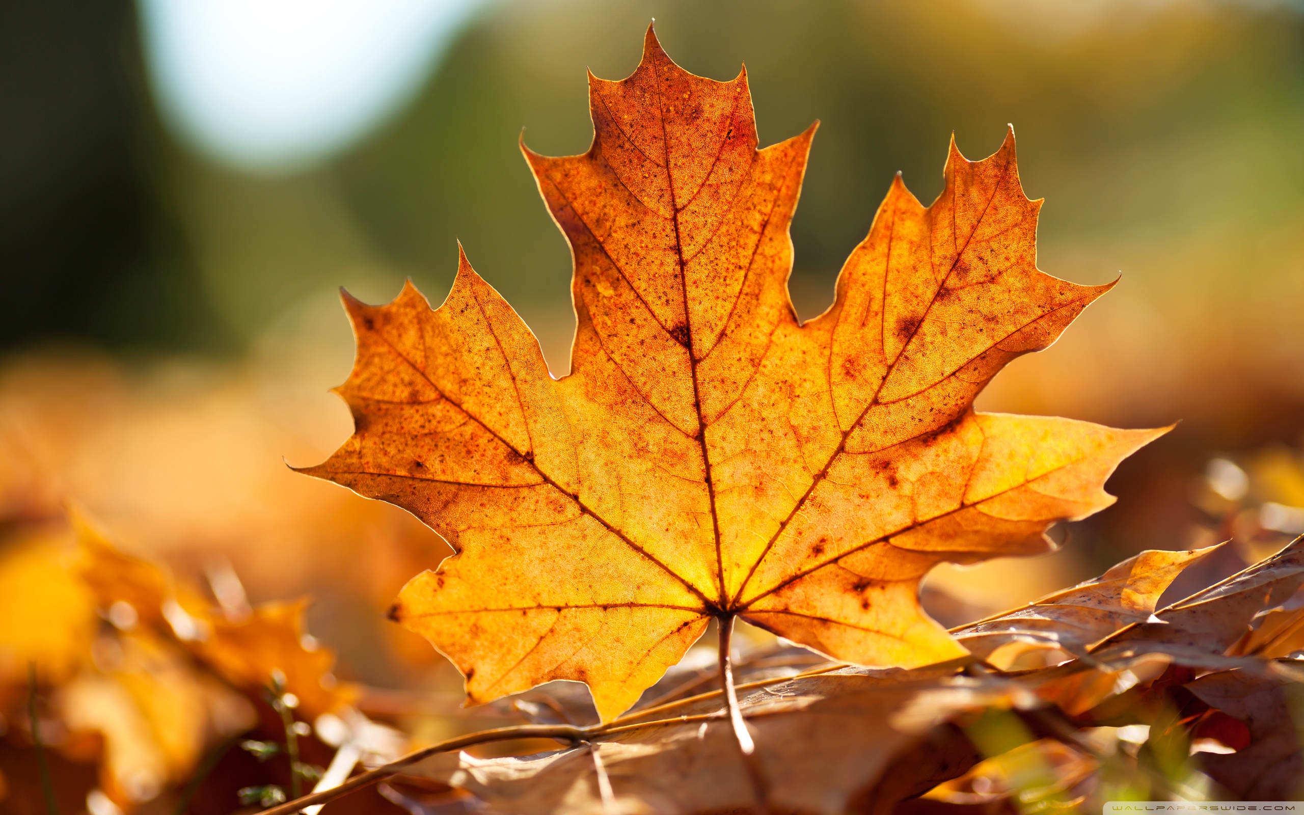 Autumn Leaves and Jacket Sleeves
