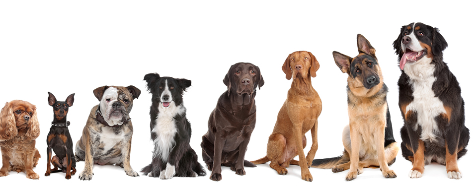 A Dogs Day Out | Dog Daycare, Boarding and Certified Grooming