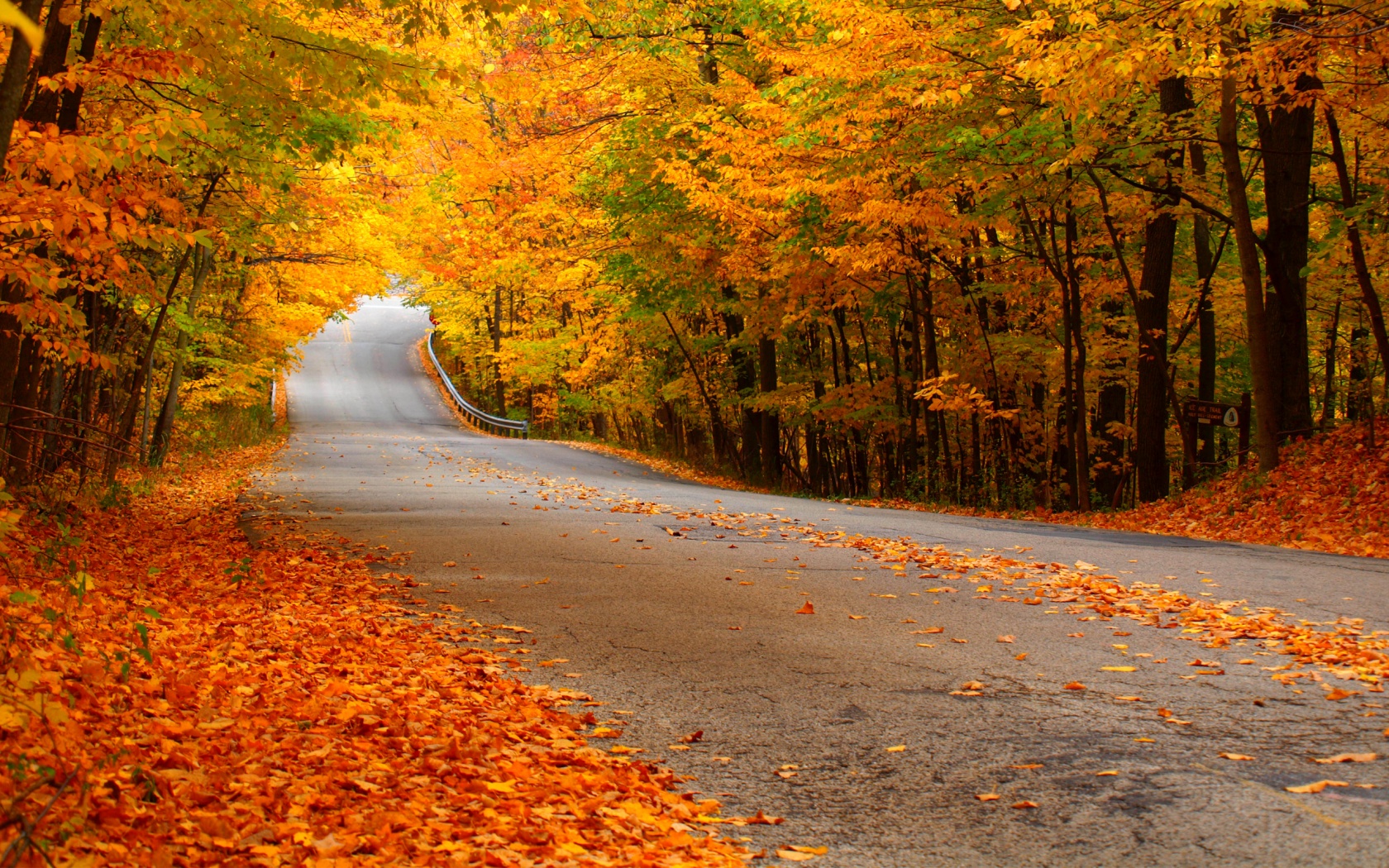 autumn_leaves_on_the_road.jpg