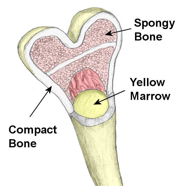 Bone Structure