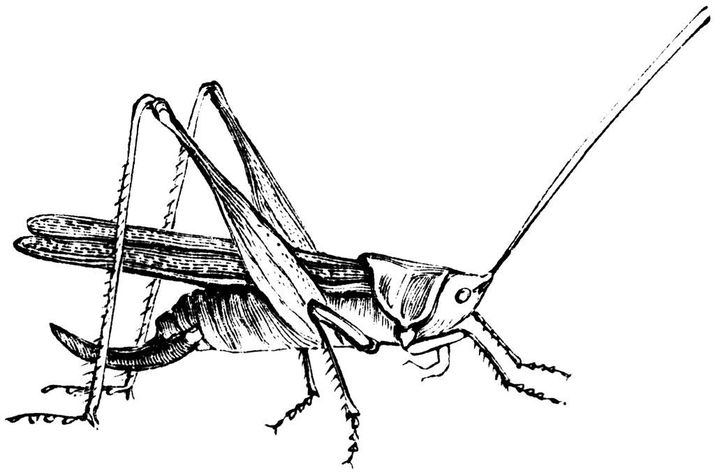 Grasshopper Outline