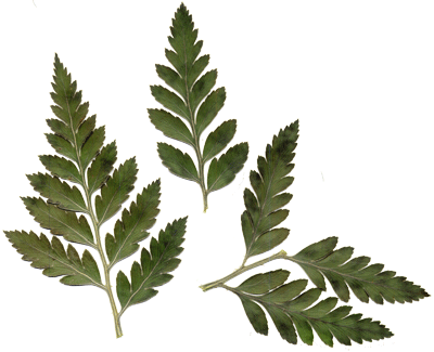 Hi-Res Image of Leather Leaf Fern