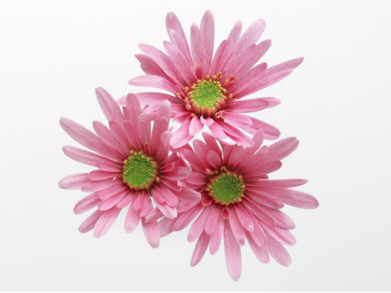 Flowers Pink Flower - Free high quality background pictures