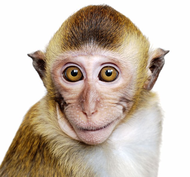 Did human speech evolve from monkeys pulling faces? X-ray survey ...