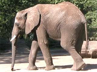 Toledo Zoo