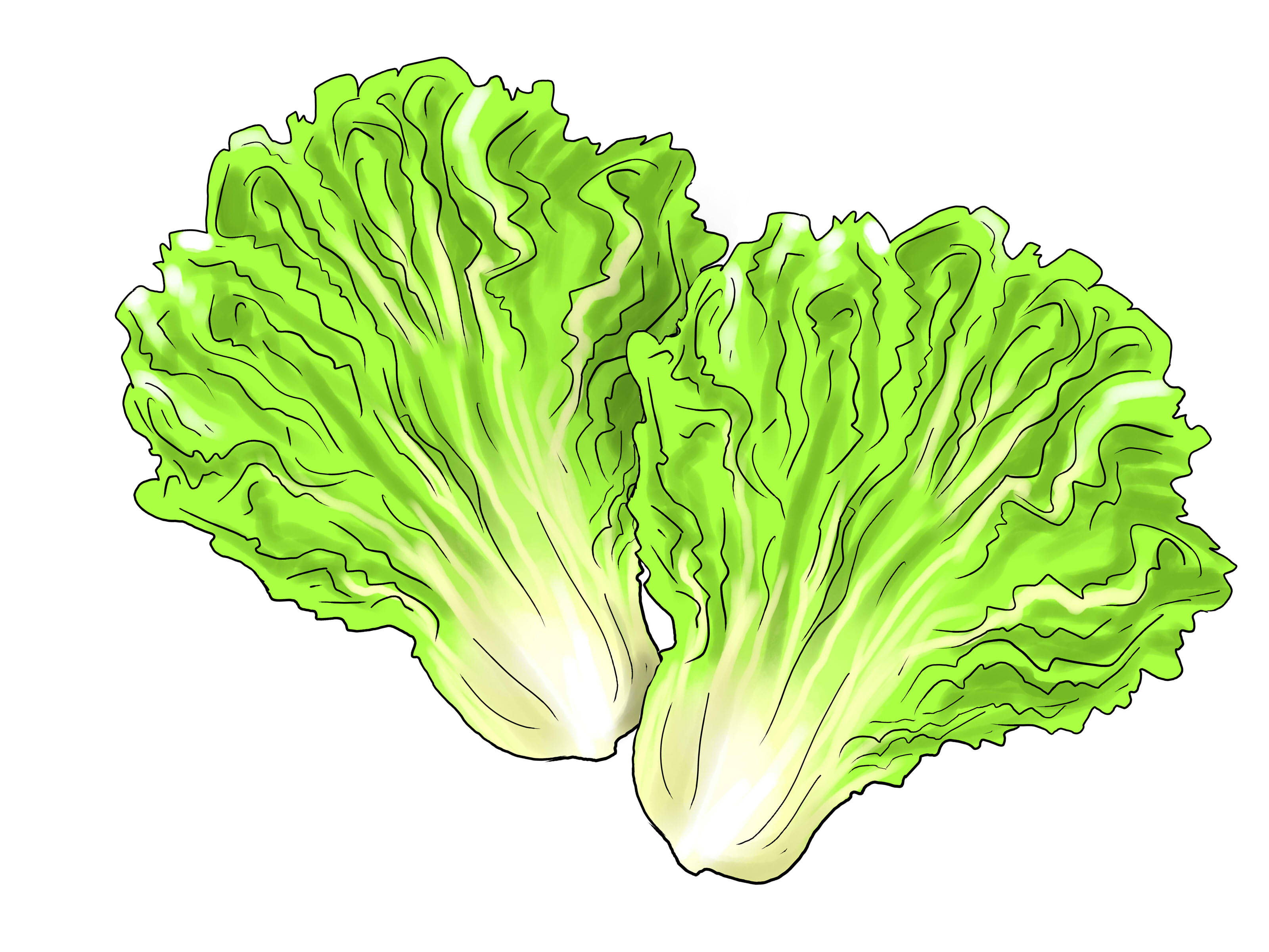 3 Ways to Grow Lettuce Indoors - wikiHow
