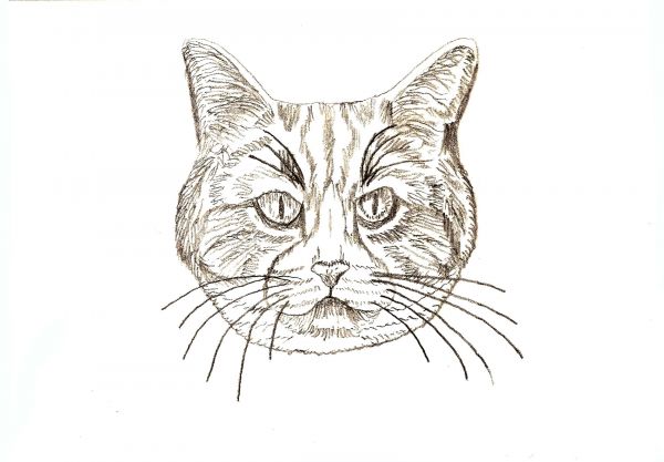 Learn How To Draw Four Different Cats - Traditional-Drawing ...
