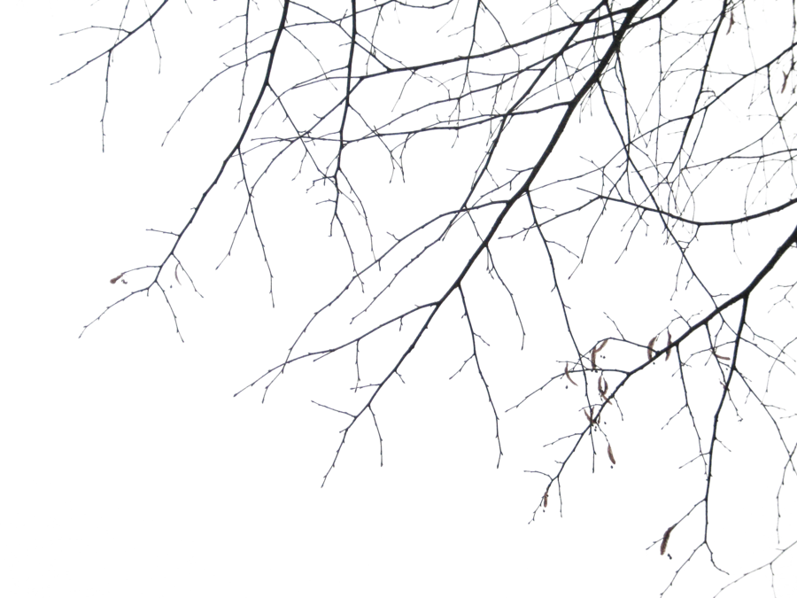 branches - DeviantArt