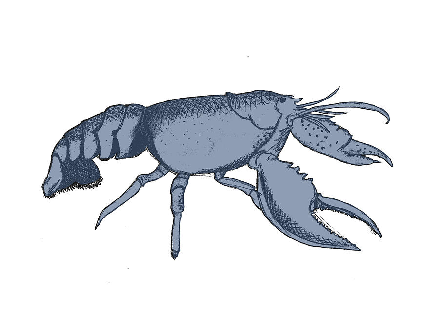 Lobster Drawings for Sale