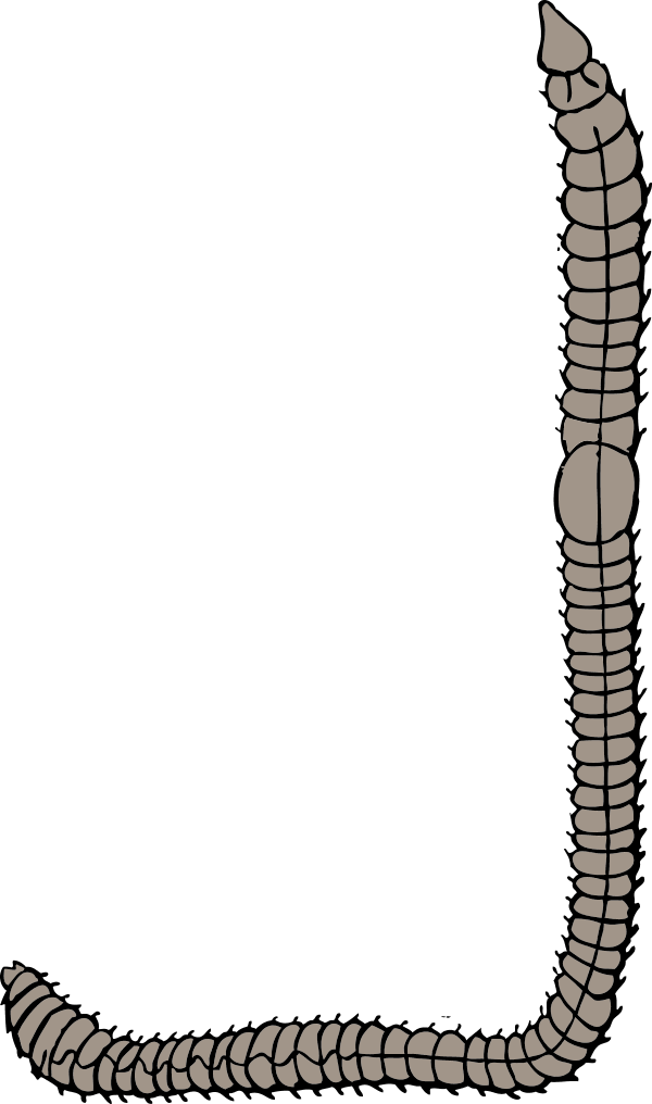 Earth Worm L Shaped - vector Clip Art