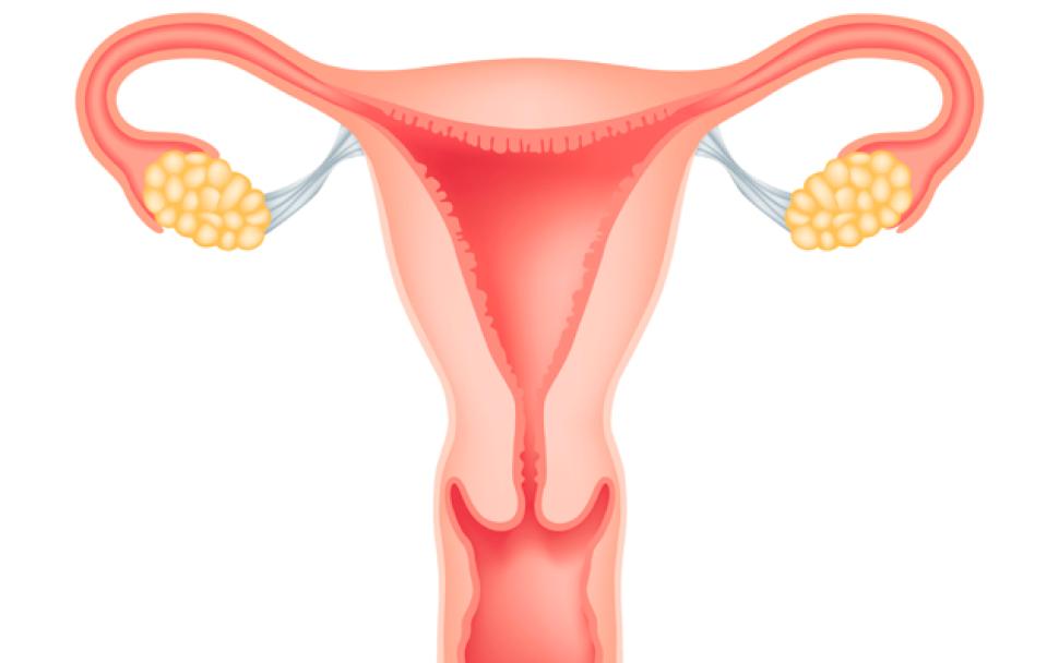 Doctors in Sweden perform first mother-to-daughter uterus ...
