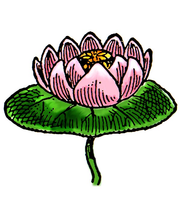 Water Lilies Clipart Images & Pictures - Becuo