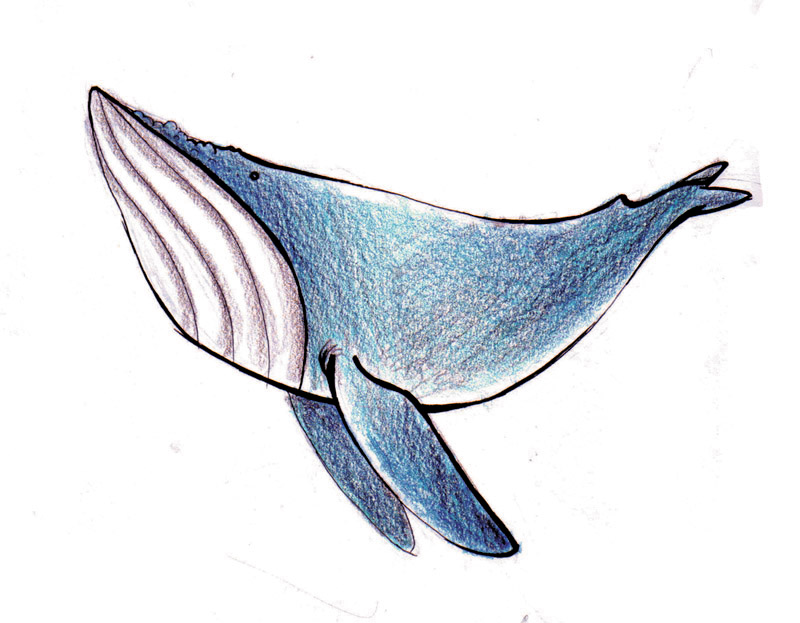 blue whale by rz250 on deviantART