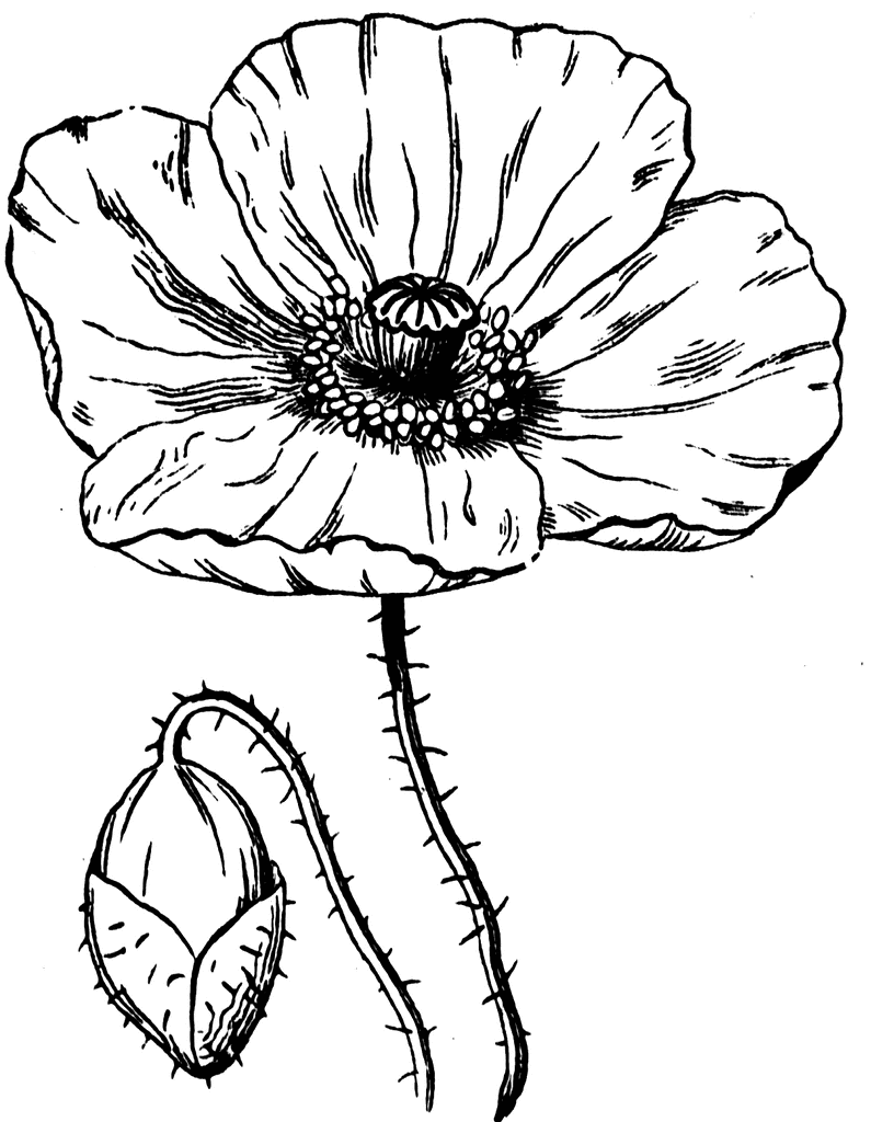 Poppy Drawings Free | Poppy | Flowers | Pinterest