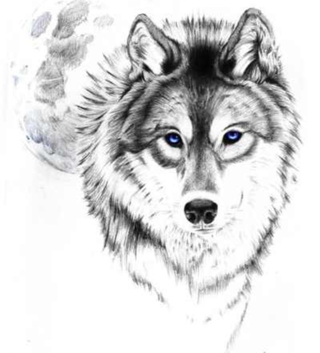 Wolf tattoo outline | Tattoos | Pinterest