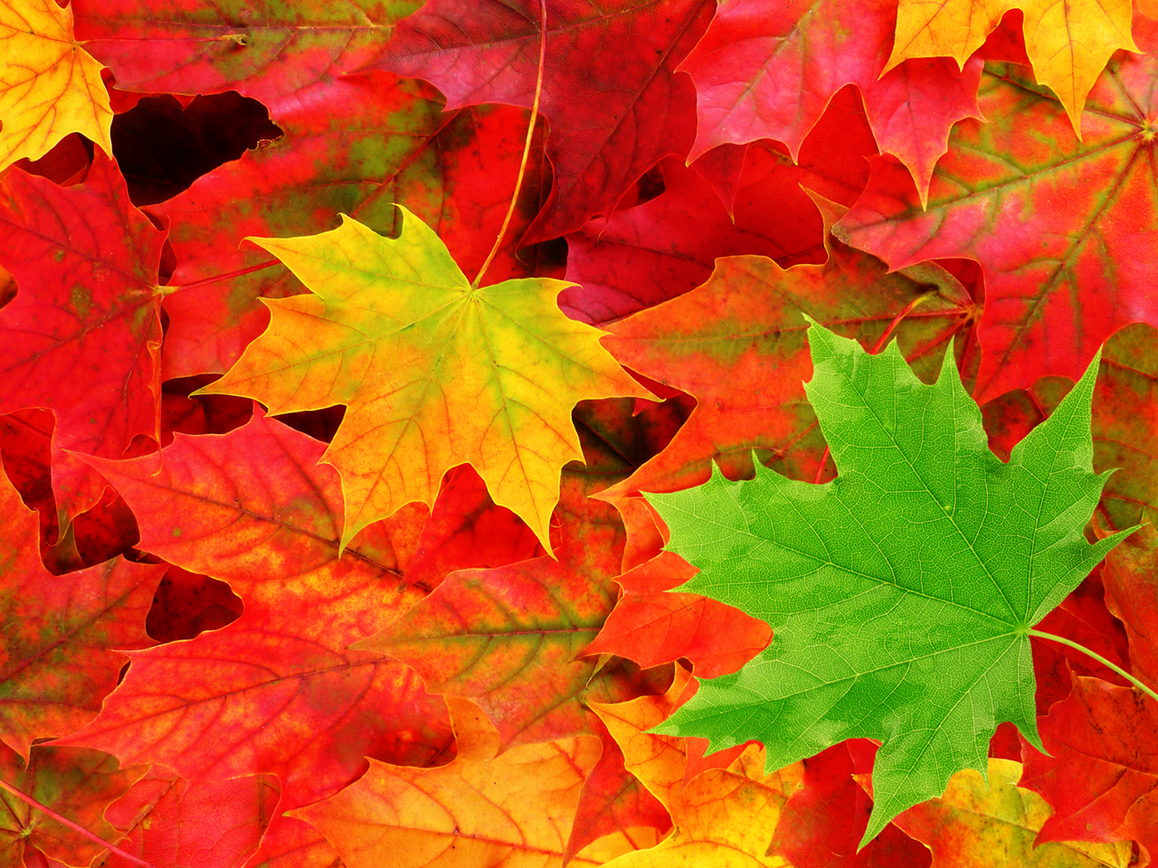 Autumn Leaves Wallpaper - Autumn - Gallery - Netweather Community ...