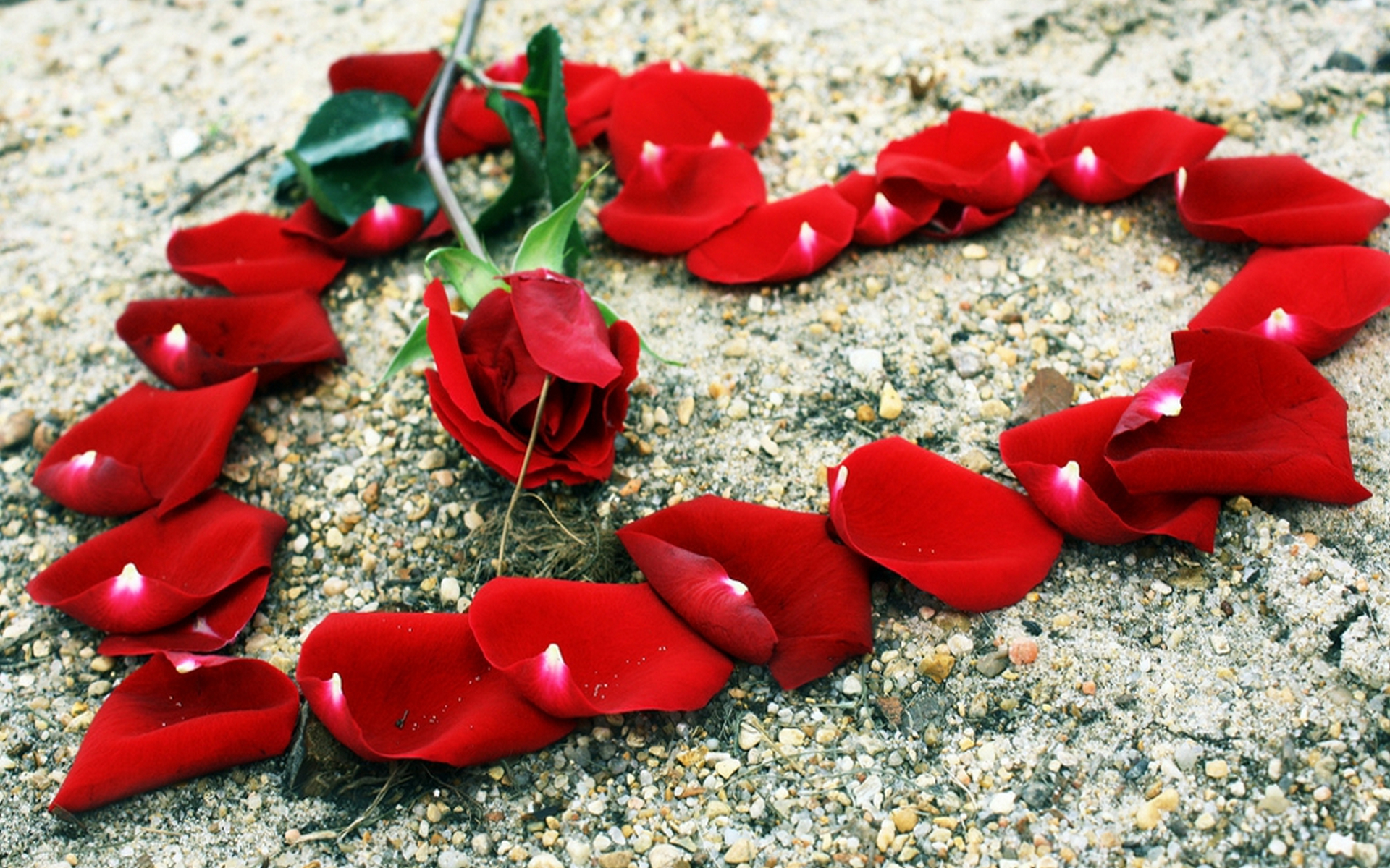 Red Love Rose #6967541