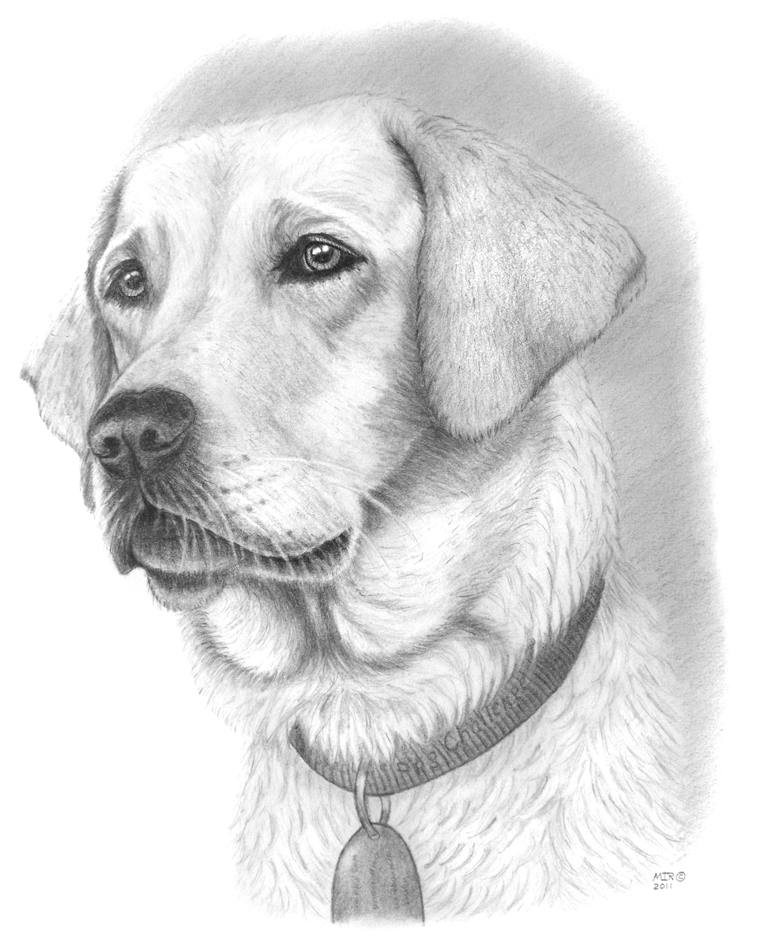 Dog Pencil Drawing | DrawingSomeone.com
