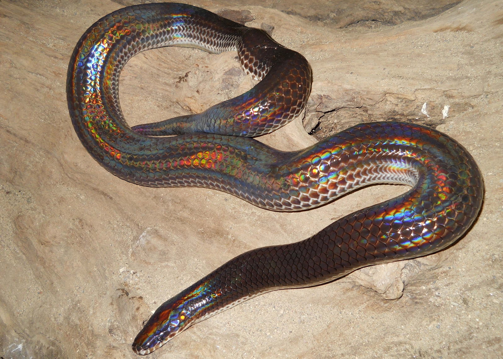 Sunbeam Snake | Reptile & Amphibian Discovery Zoo