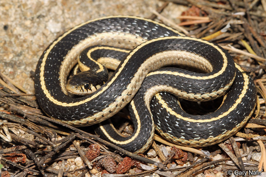 Mountain Gartersnake - Thamnophis elegans elegans