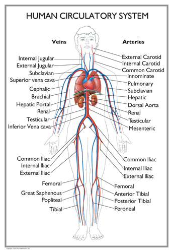 Circulatory System - Dr.Melanie - Cliparts.co