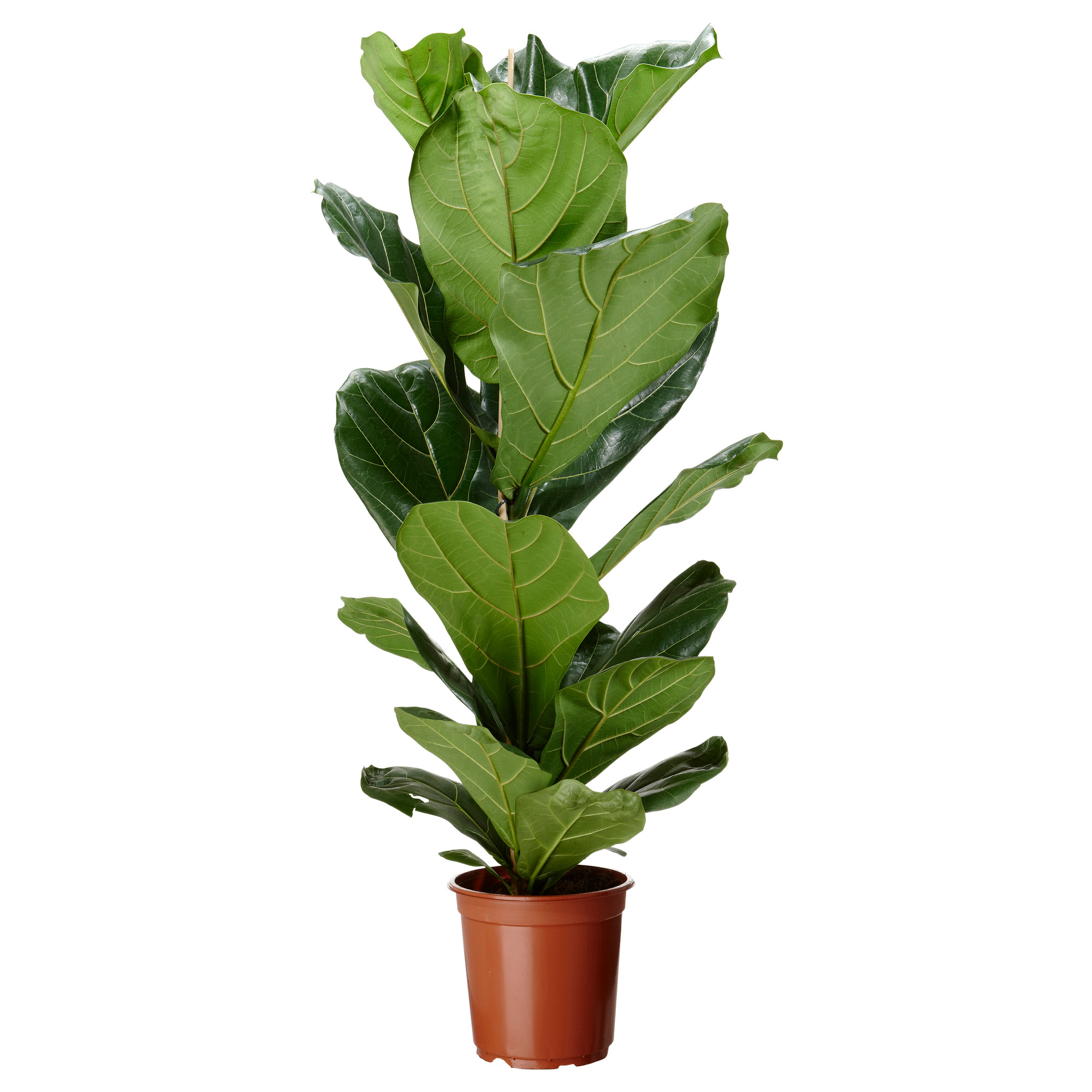 Potted Plants Growing Activity | Home Decoration. Kitchen. Ceiling ...