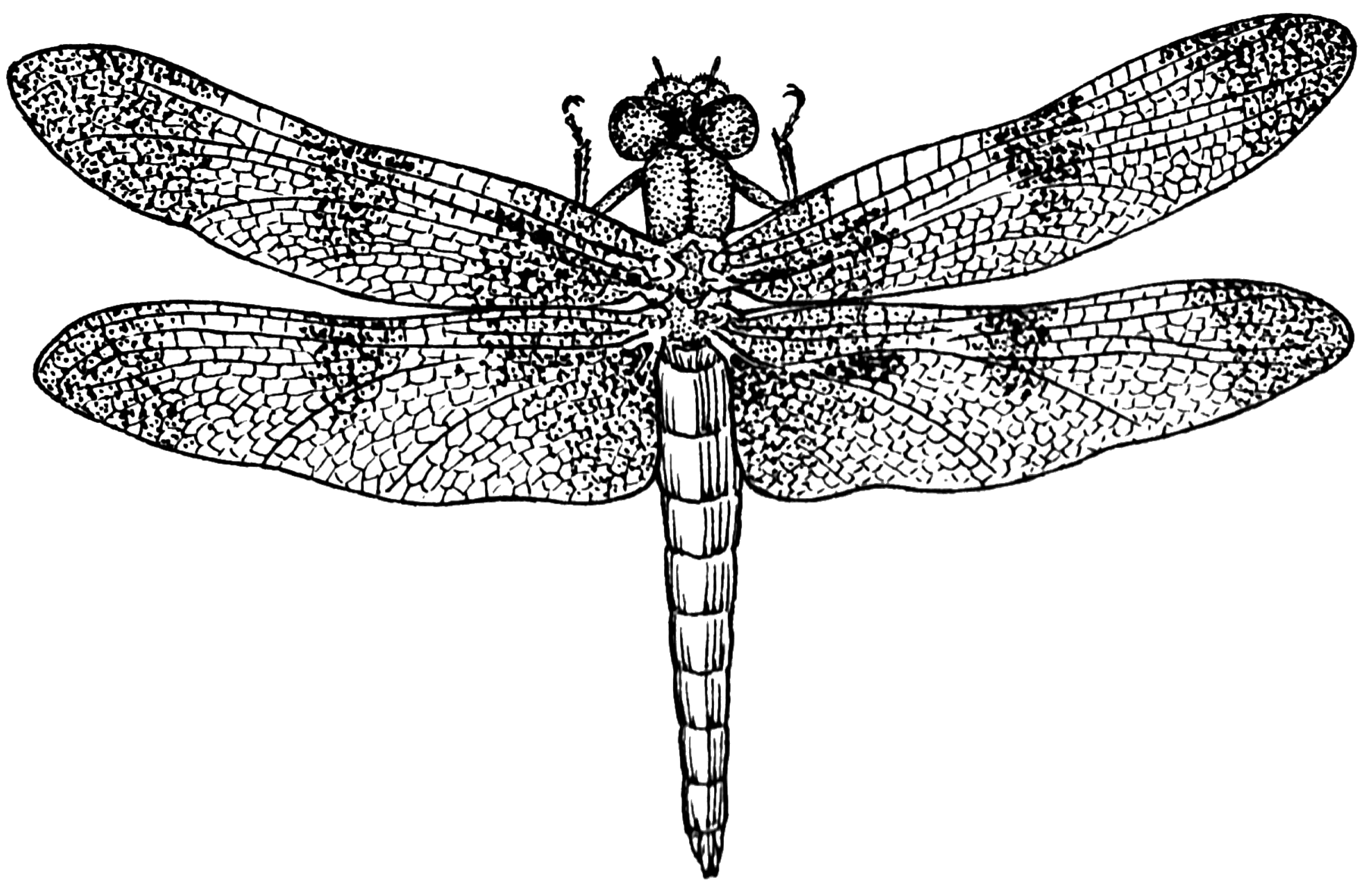 Dragonfly | Movie Pictures