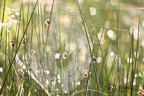 Shimmering Spider's Web | Debbie Whitfield ART