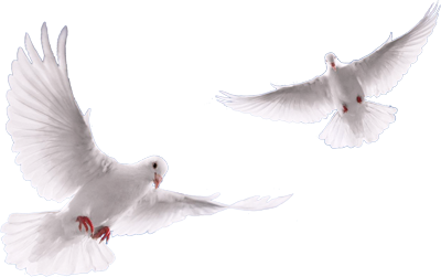Doves Direct in Cyprus