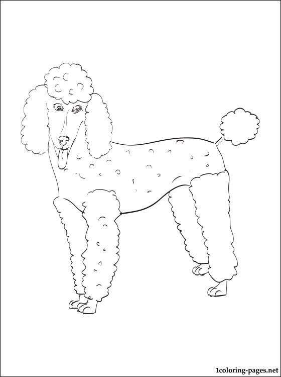 Poodle coloring page | Coloring pages