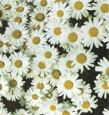 Daisy - HowStuffWorks