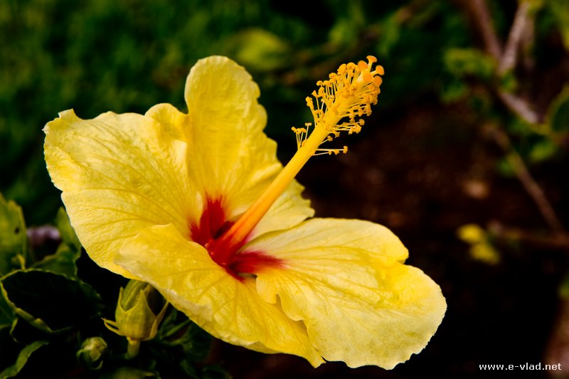 Maui_Hawaii_Flowers-08_11_09.jpg - Cliparts.co