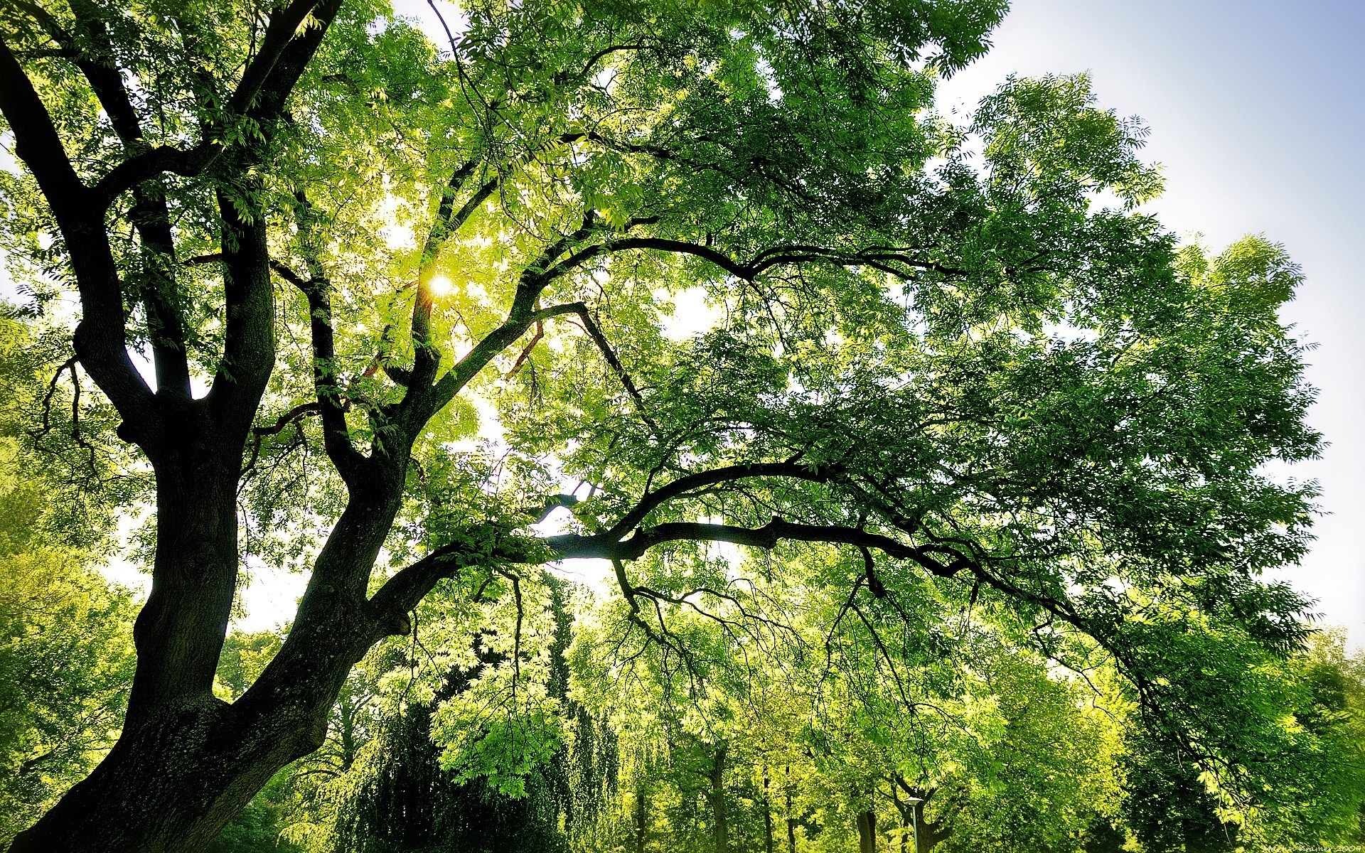 Symbolism Of Trees -Their branches reach for the centre of the ...