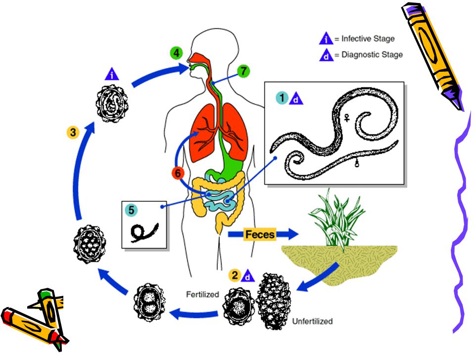 Presentation "Ascaris Lumbricoides NEMATODES Ascaris Lumbricoides."