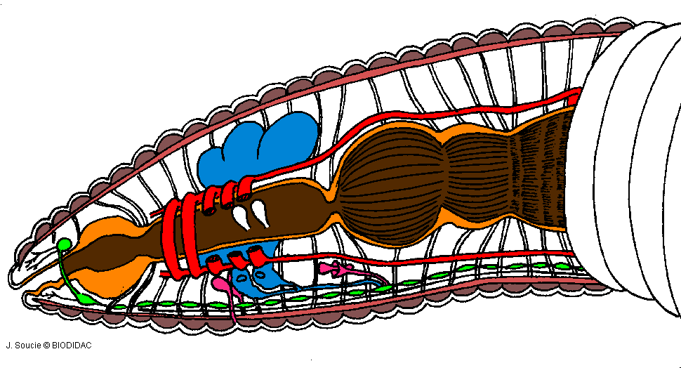 Flatworm Diagram - Cliparts.co