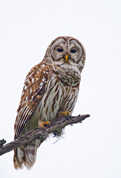 Barred Owl (Strix varia)