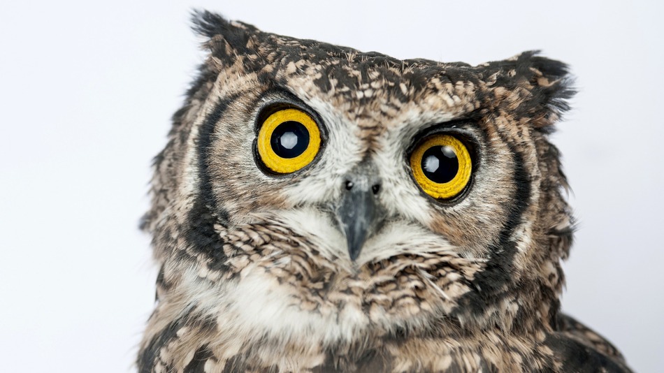 owl.jpg