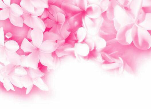 Pink Flower Wallpaper | HD Wallpapers Pulse