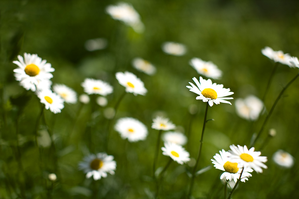 daisies-10331.jpg