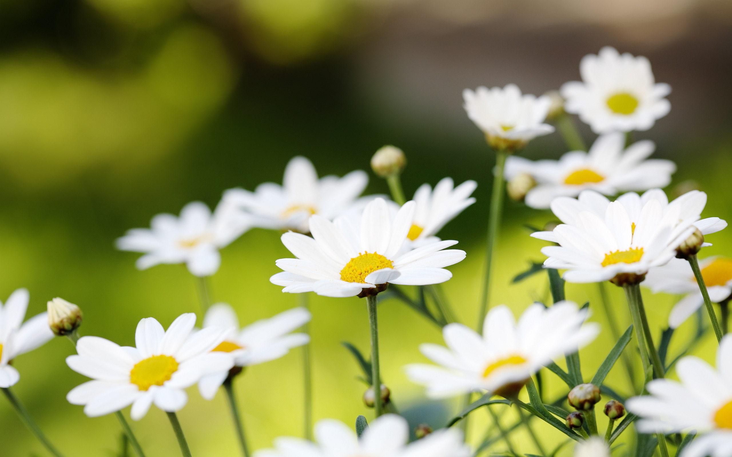 I'd Pick More Daisies | Nautis.