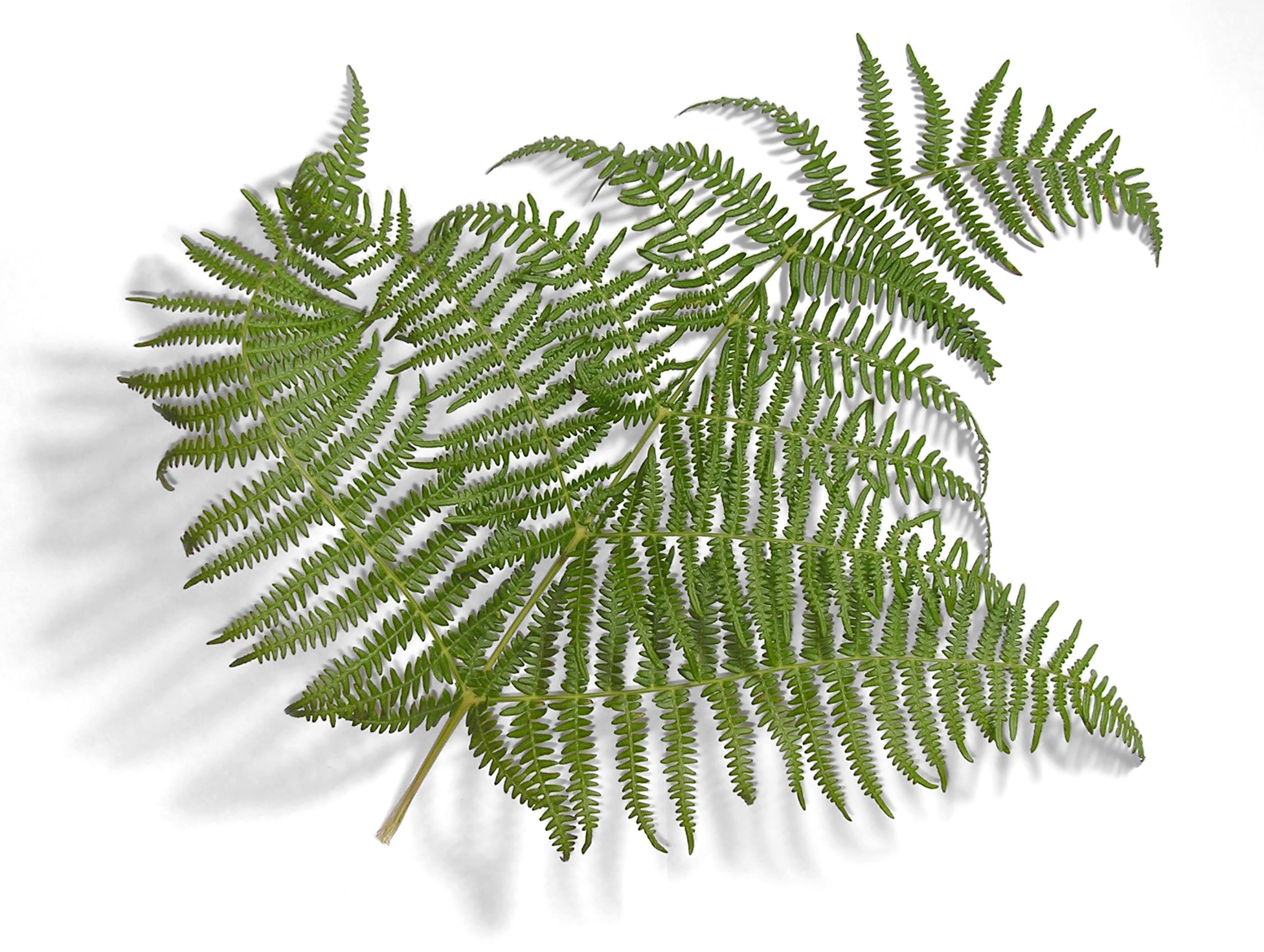 File:Fern-leaf-oliv.jpg - Wikimedia Commons