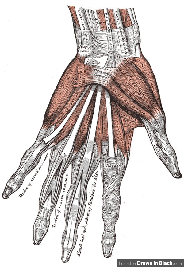 How to Draw Hands: 35 Tutorials, How-To's, Step-by-Steps, Videos ...