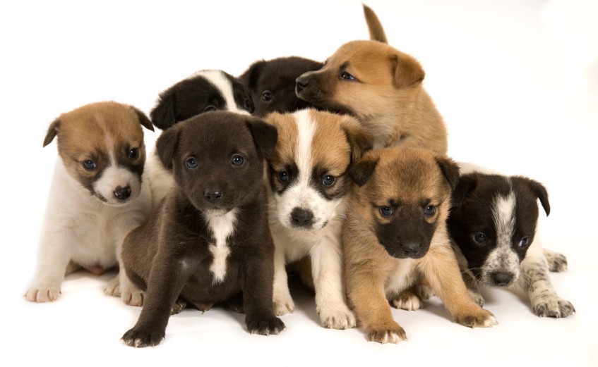 How CBO budget scoring devalues efficiency … WITH PUPPIES! | Grist