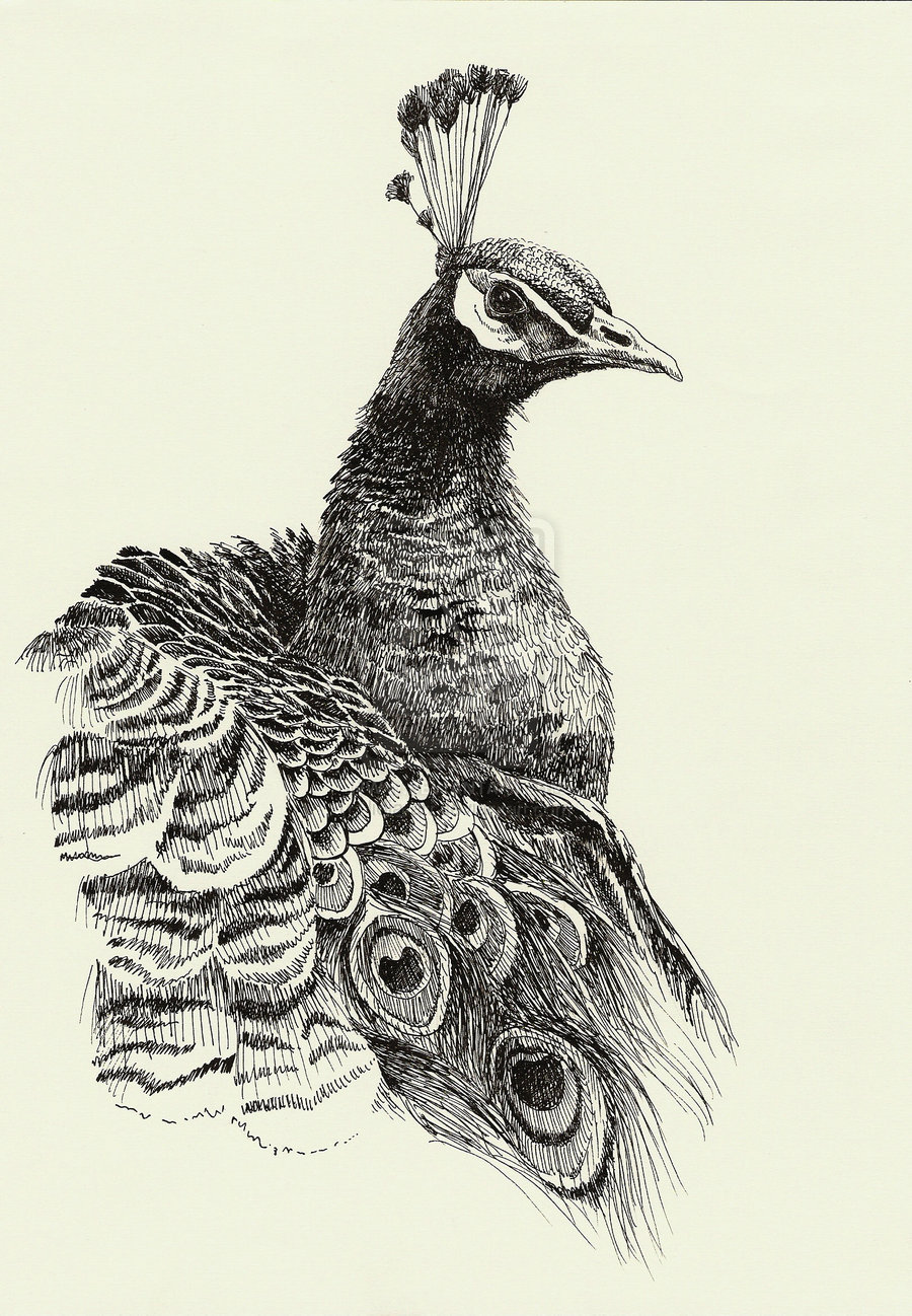 Peacocks Related Keywords & Suggestions - Peacocks Long Tail Keywords