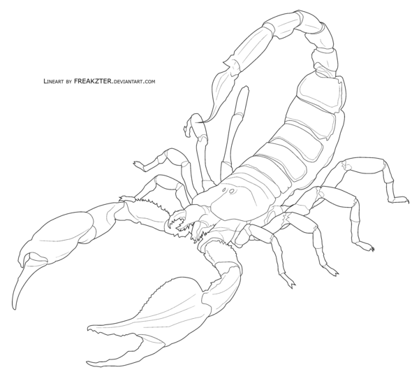 Scorpion Line Drawings - Gallery